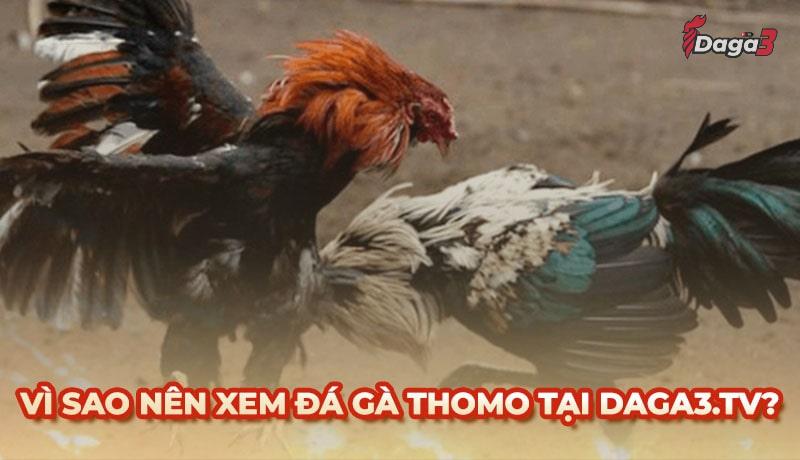 Vì sao nên chọn catcrisis.co để xem đá gà trực tiếp thomo